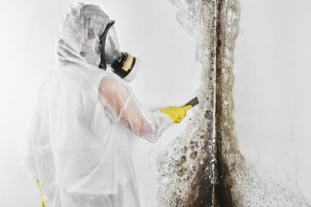 Best Basement Mold Remediation in Park City, IL