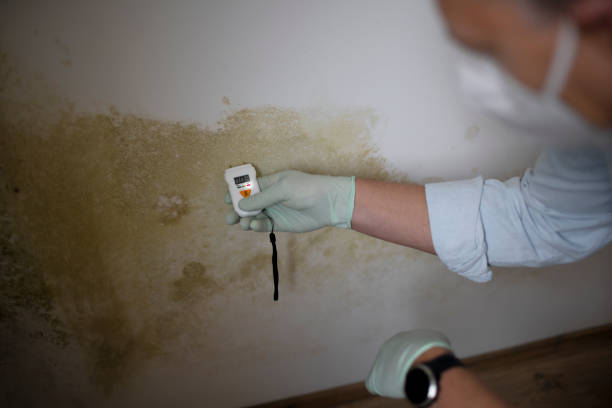 Best HVAC Mold Remediation in Park City, IL